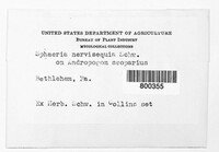 Phyllachora americana image